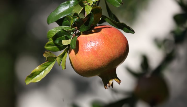 Impulse aus dem Fastenseminar in Medjugorje