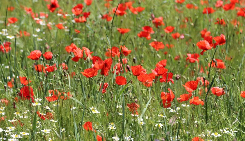 Lassen wir Gottes Garten in uns wachsen und gedeihen