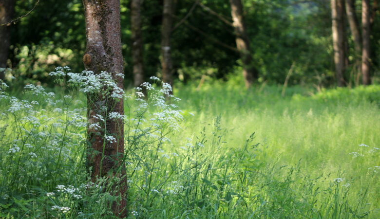 Gott in der Natur begegnen – Gedanken zur Botschaft vom 25. Mai 2023