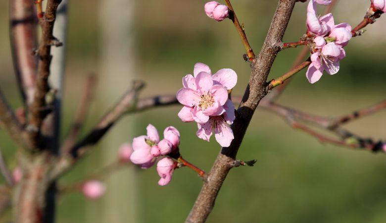 Wer sein Leben gibt, am Ende siegt – Gedanken zum Ostersonntag