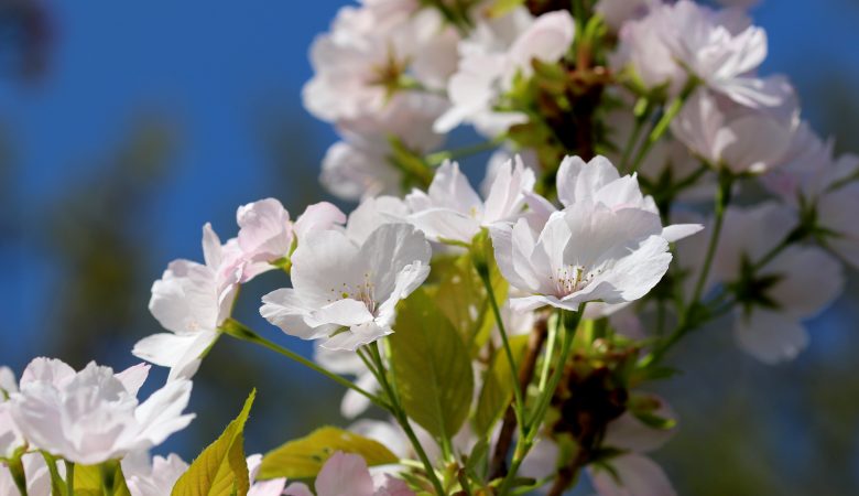 Botschaftsbetrachtung zur außerordentlichen Botschaft an den Seher Ivan am 4. Mai 2020